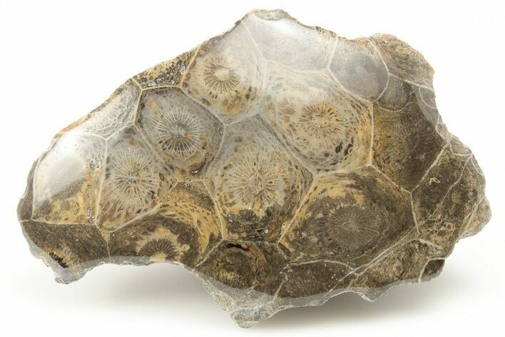 Polished Fossil Coral (Actinocyathus) Head - Morocco #202530